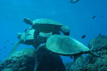 Turtle rock, Makaha Hawaii. by Charles Harvey 